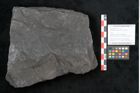 Foto (Objekt + Etikett) von Noeggerathia palmaeformis Goeppert (NHMW-GEO-2024-0188-10745)